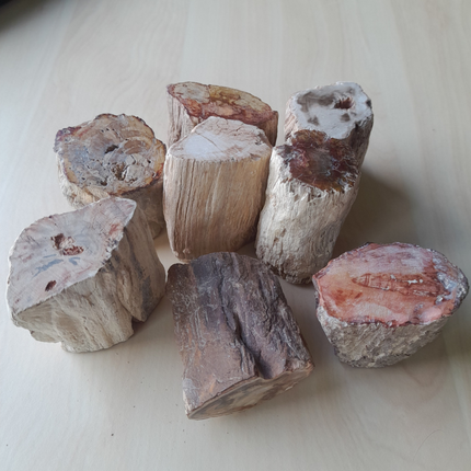 Versteend Hout Stammetjes | Madagaskar