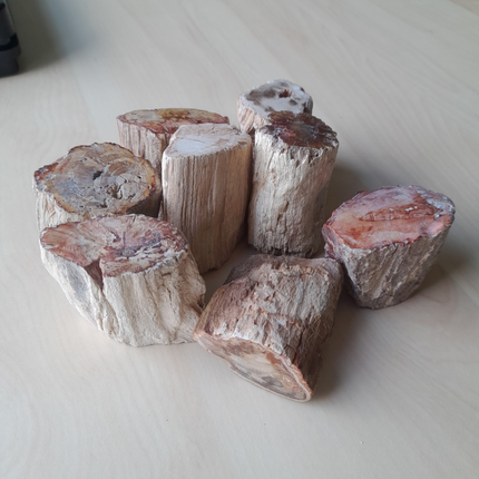 Versteend Hout Stammetjes | Madagaskar