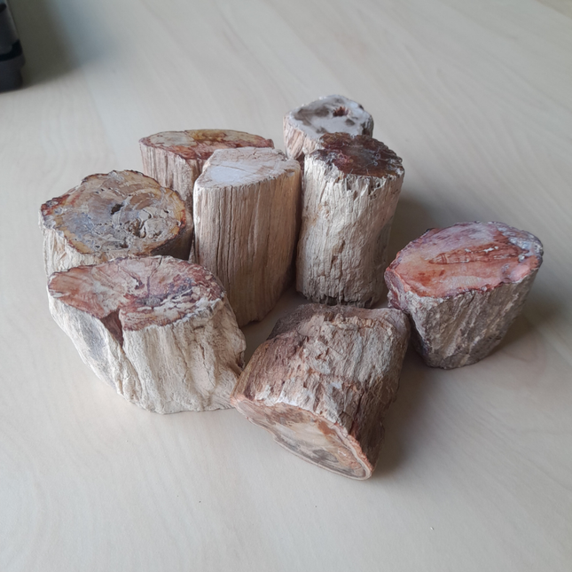 Versteend Hout Stammetjes | Madagaskar