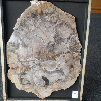 Versteend Hout Plak 4,25 kg | Madagaskar