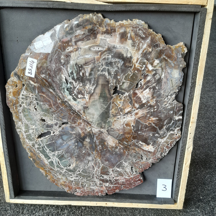 Versteend Hout Plak 7,3 kg | Madagaskar