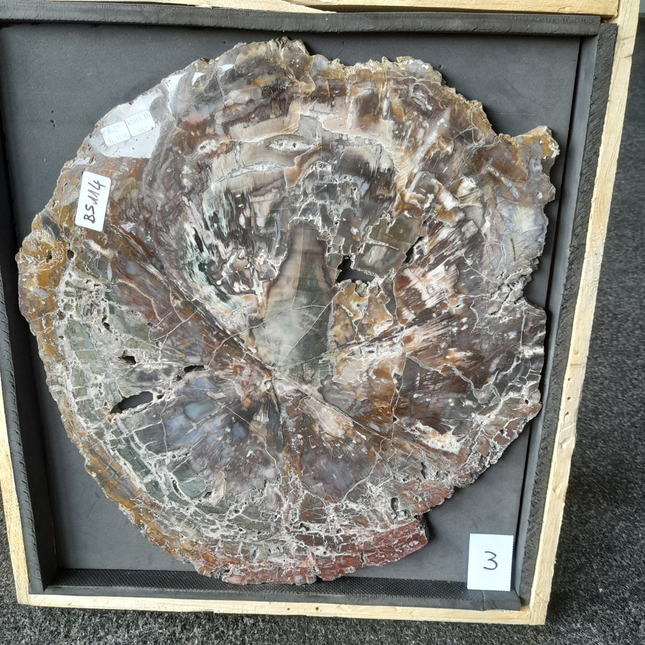 Versteend Hout Plak 7,3 kg | Madagaskar