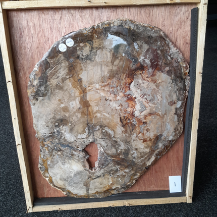 Versteend Hout Plak 5,6 kg | Madagaskar