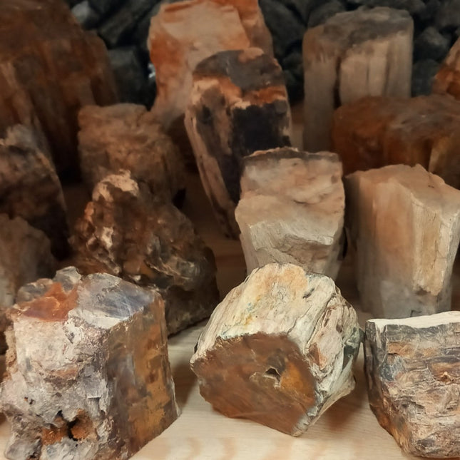Versteend hout ruw staand per kilo