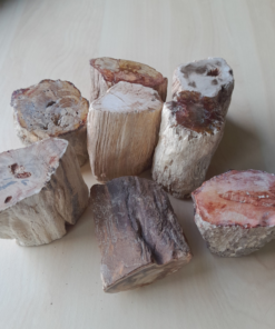 Alternative view of Versteend Hout Stammetjes | Madagaskar