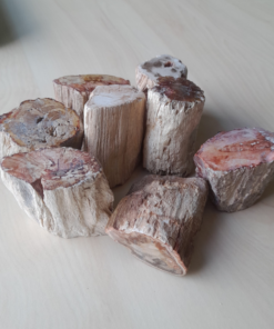 Versteend Hout Stammetjes | Madagaskar