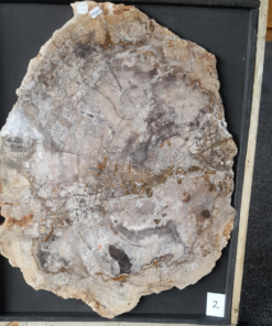 Versteend Hout Plak 4,25 kg | Madagaskar