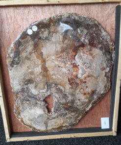 Versteend Hout Plak 5,6 kg | Madagaskar