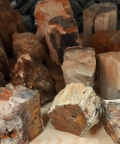 Versteend hout ruw staand per kilo